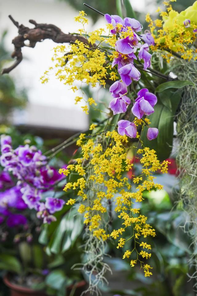 以花之名,邂逅满园春色