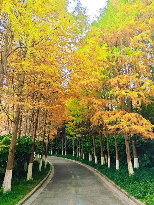 值此红黄，新蒲初冬画卷已打开！