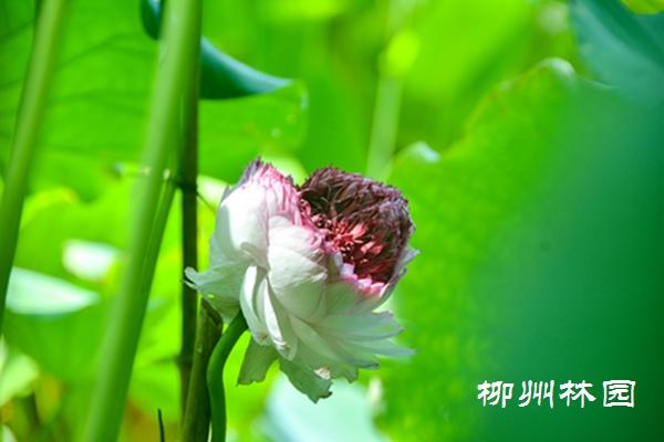 柳州园博园上演“一花多心”千瓣莲惊艳绽放