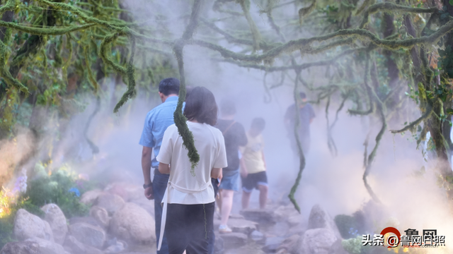 日照“茶山牧场”焕新启幕！织梦茶乡新篇，相逢自然诗境