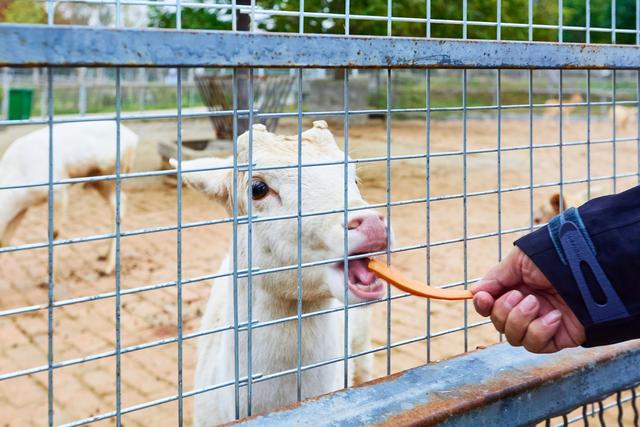 宿州野生动物园，从丛林之王到水上舞者，假日亲子研学游的好去处