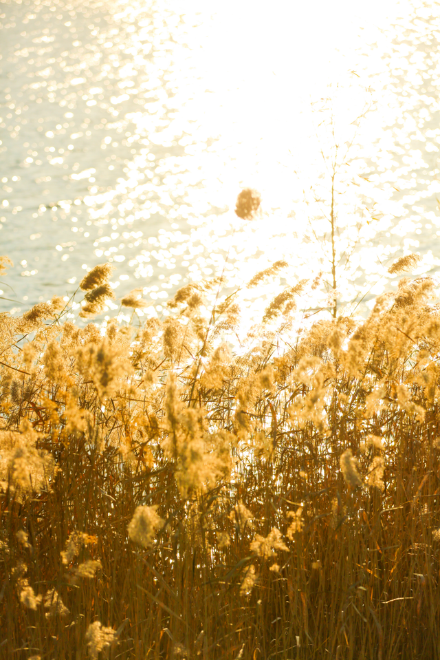 低头捡个秋！我收藏了整个烟台的秋天