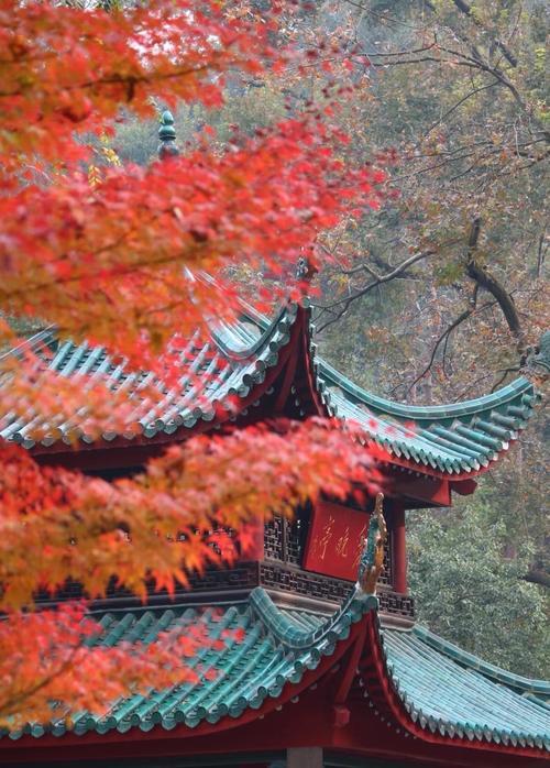 金秋赏红枫
