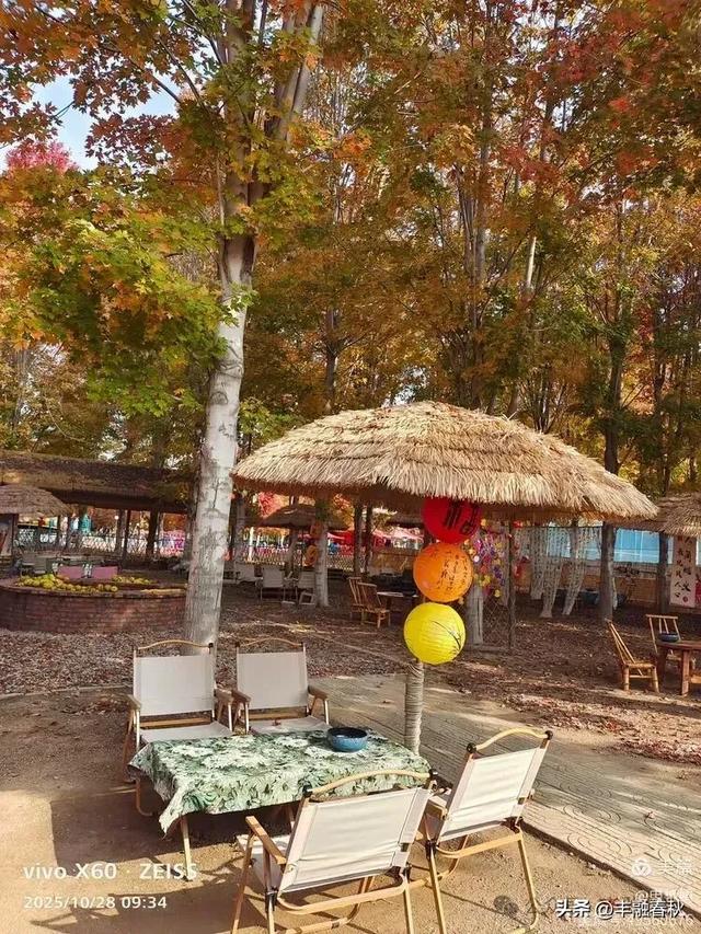 丹枫映秋,枫彩满楼|申艳娟