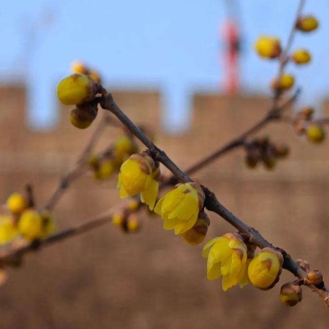 周末一日游 | 西安冬日8个免费赏腊梅好去处