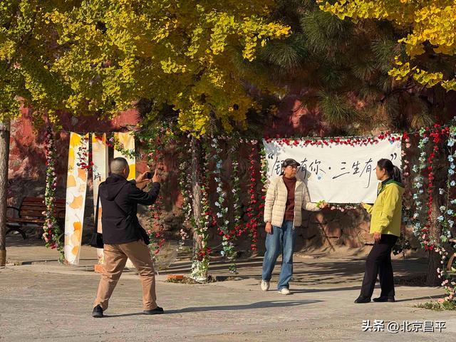 千年银杏“黄金周”开启！花塔村赏秋正当时