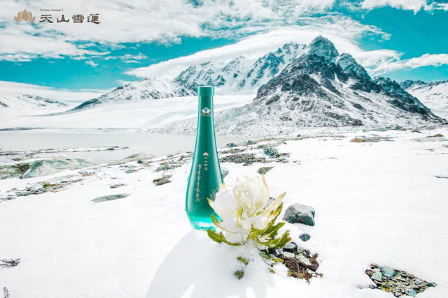 探访天山雪莲主题馆 解锁天山雪莲背后的生态守护与产业发展之路