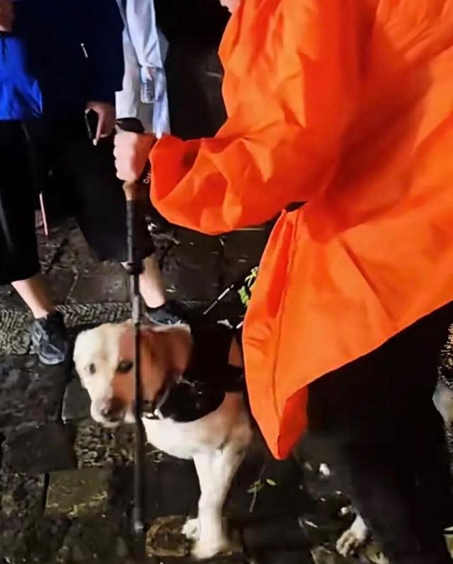 爬泰山的作死夫妻被制裁！导盲犬被收回，身份被扒，家里还有一只