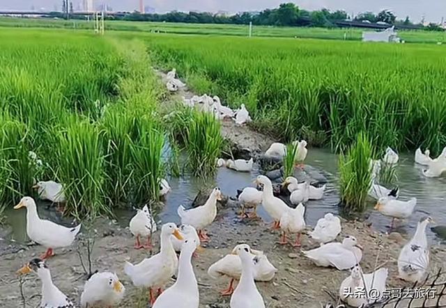 成都三元地铁又上新风景，超级惊艳，不要门票，地铁直达！