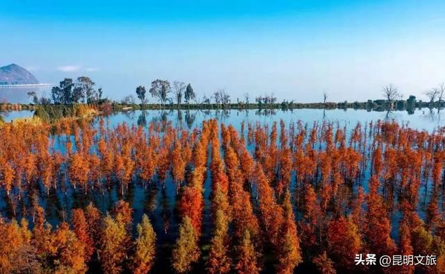 美！美美美！昆明超全水杉打卡地来袭！保姆级攻略快收藏，周末一定要冲~