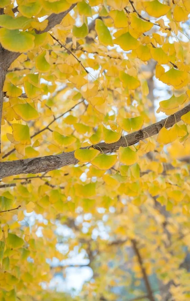 从街角到古村，一键解锁贵阳的秋日浪漫