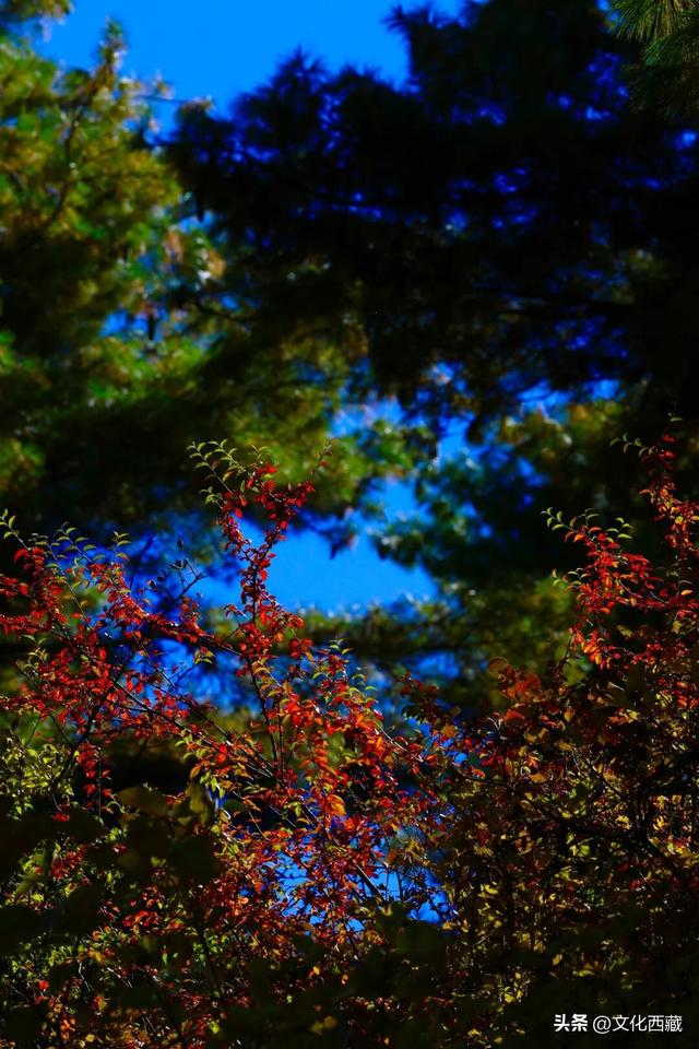 童话书里走出来的秋景！这座低调的西藏宝藏小城，早就该火了！