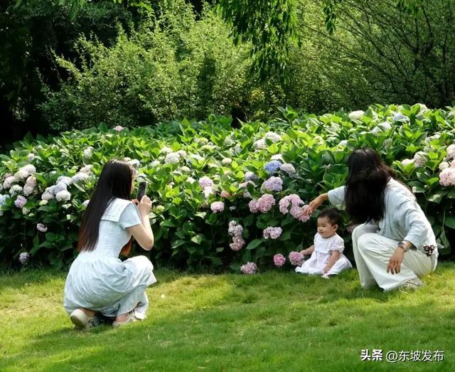 你好 东坡！丨苏辙公园：东坡城中那片澹泊的人文绿洲