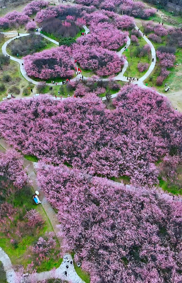 西安春讯｜玉兰、桃花、梅花｜6个早春赏花地 承包你的春季浪漫