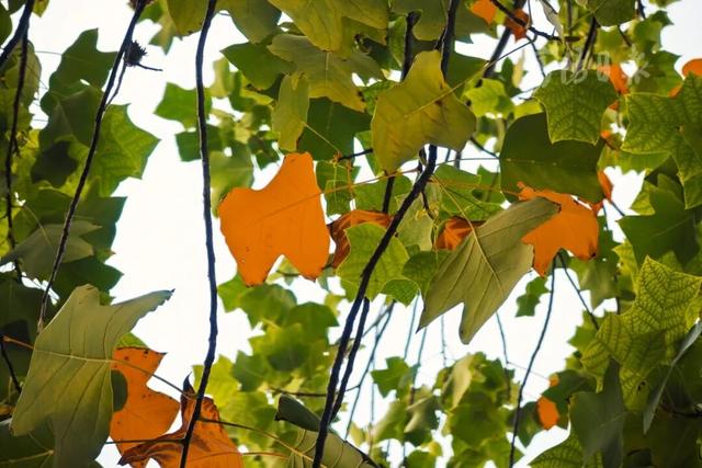 抓紧打卡！富阳人家门口的宝藏美景，错过要等明年！