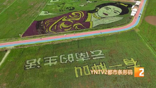 巨型稻草人、睡美人稻海等太出片了！昆明这个宝藏景点越来越美！