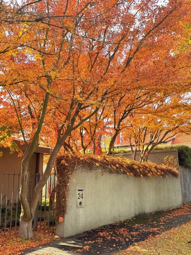 “富不富，院中树”树不是乱种的！院子种树记住三要四不要！