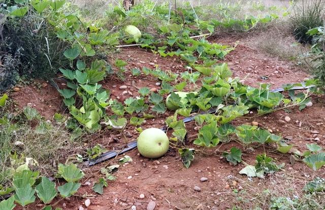 影沉枝聆万籁 蛙声遁迹问天和一一长江岸边泸州马道子村考察行