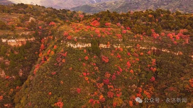 【视觉永济】红叶映云海 五老峰初冬盛景邀您打卡