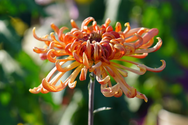 年度金秋盛宴来了，武汉城建集团邀您逛菊展、赏名菊、拍美照！