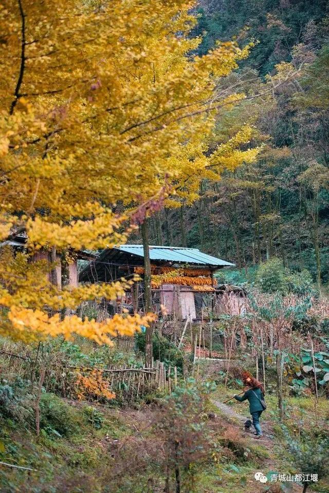 美疯！我就说初冬的都江堰有真东西！