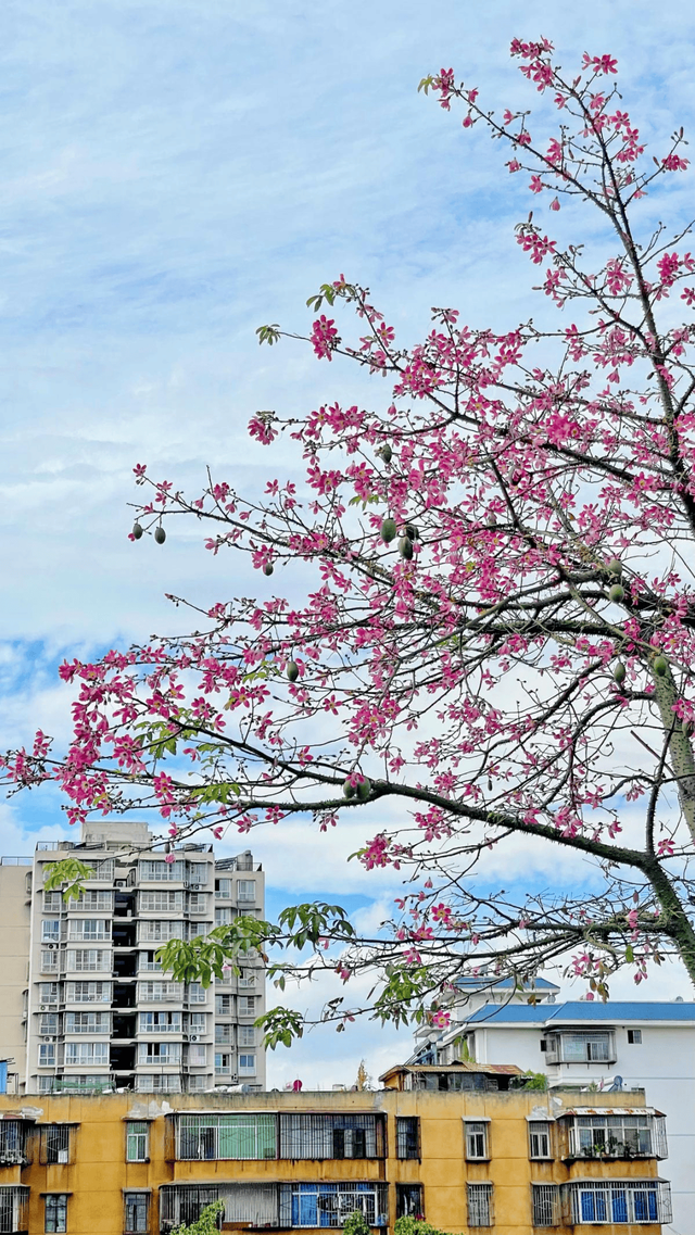 【美丽四川】川兴大道异木棉‖陈林