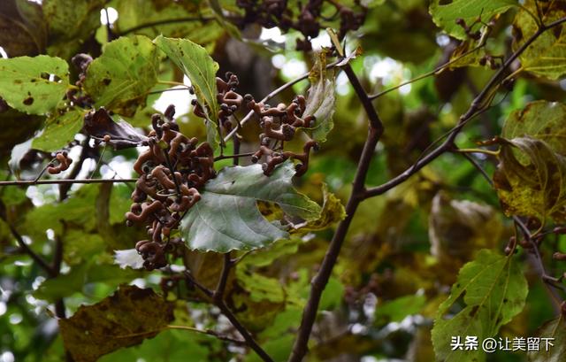 贵州贵阳乌当区百宜镇拐吉村的银杏树叶梯次金黄