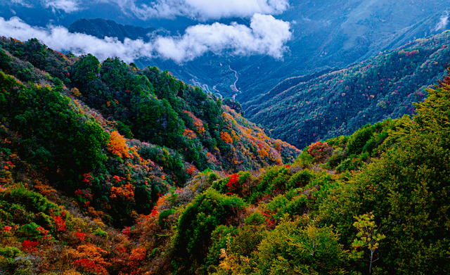 错过等一年！巴山大峡谷秋色刚开场，彩林已美成仙境！