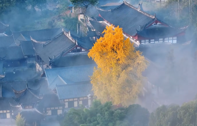 重庆低调的寺庙，有棵1200年银杏树，12月正是最佳观赏期