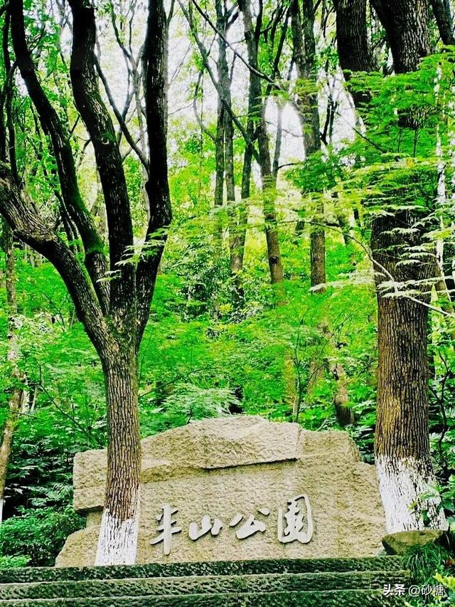 一键get森系大片！半山国家森林公园吸氧徒步全攻略