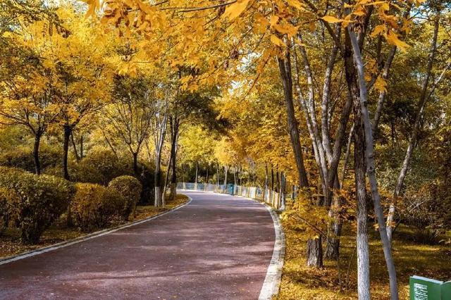 北京奥林匹克森林公园 城市中的绿色明珠