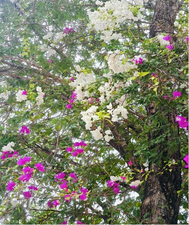 情到深处是天涯