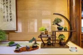 小微盆景|掌上有乾坤 方寸阅世界图片