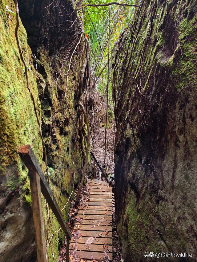 马来西亚(35)砂拉越州⑨峇哥国家公园徒步线路