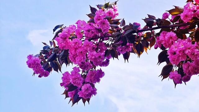 万源：赴春日之约，赏茶绿樱红