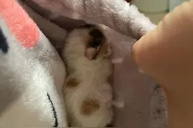 等车听到奶猫叫，翻垃圾翻出两只没睁眼奶猫，还是麒麟尾，招财！图片