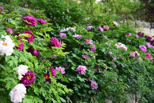 太期待了！接下来的洛阳，是这样的...