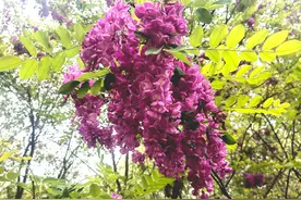 “红花槐”可千万别吃图片