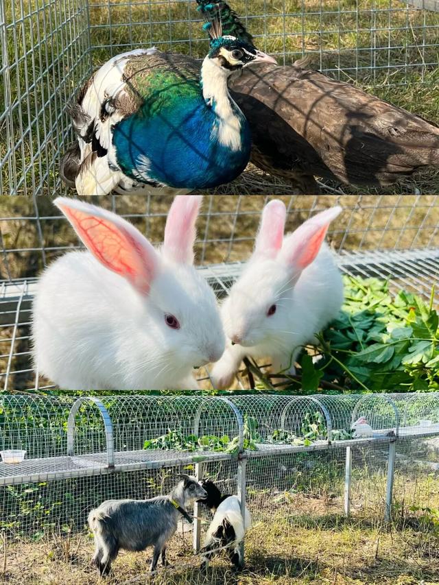 跟着色彩游临沂 | 柿子熟了・田园采摘之旅，承包你的秋日快乐