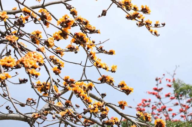 春风有信，木棉花开有期！在东莞观音山，找到了春天热烈的模样！