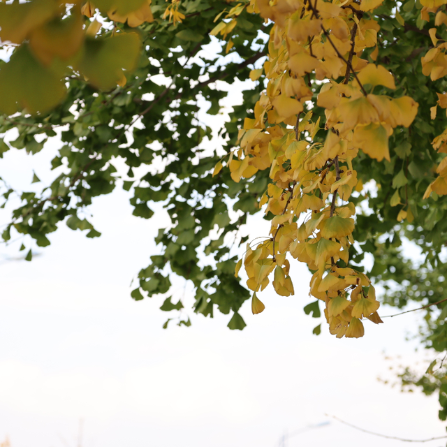 大理古城“金”彩上线！