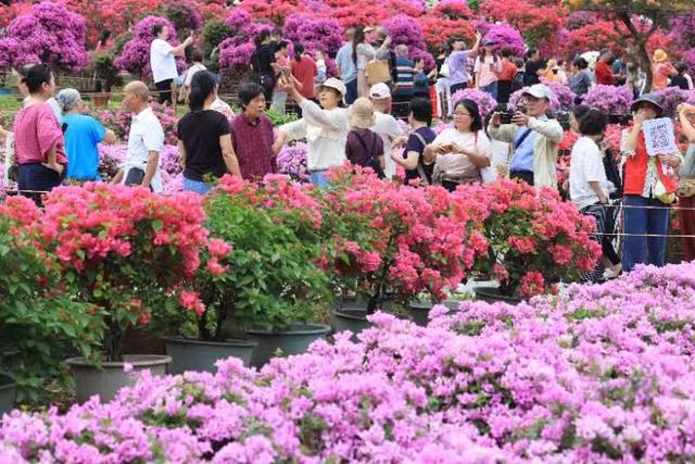 莲花山公园“人从众” 2025深圳簕杜鹃赏花周顶流花海“热到爆”