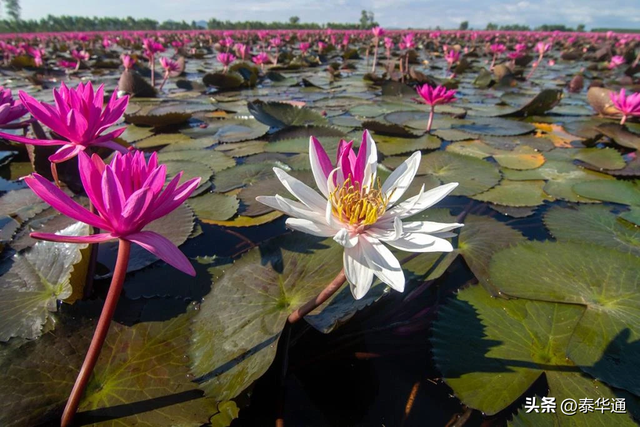 一期一会！泰国那空沙旺府万亩红莲盛开，邀游客共赏美景！