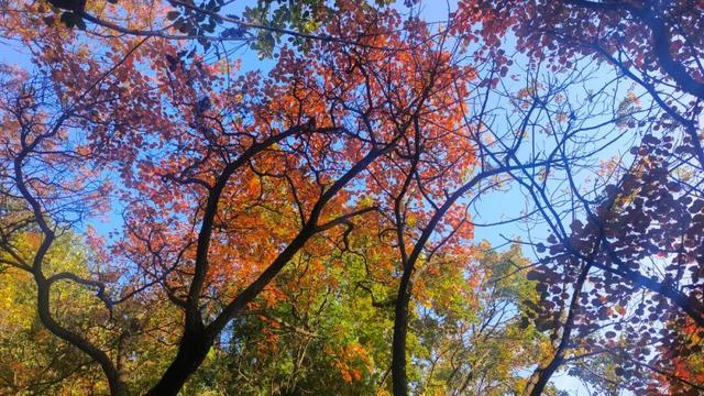 十一月二日，2025年第十七届枣庄市抱犊崮红叶季将盛大启动！