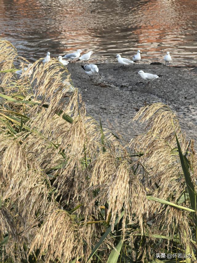 2025辽宁赏秋之旅日记(6)——到辽河口中国最北海岸线看日出 观鸟