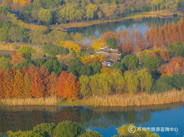 最近林子里长满了苏州人