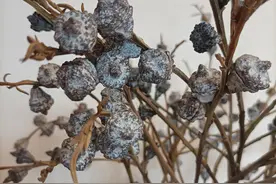 世上最治愈的植物尤加利图片