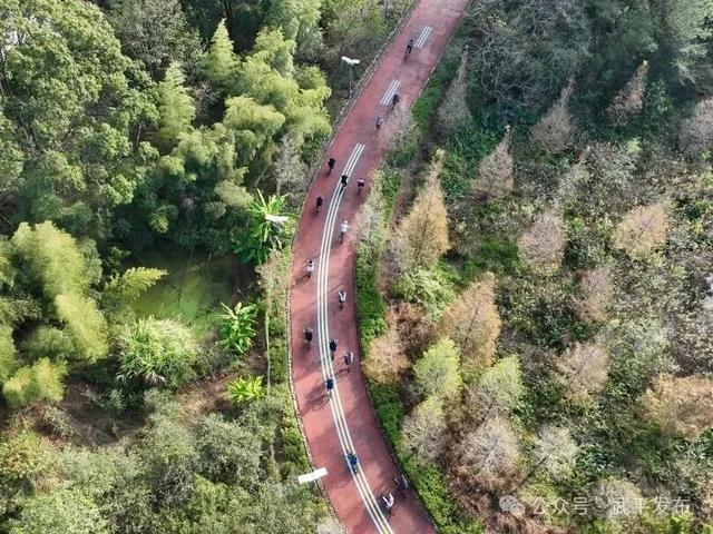 武平也走向“国际范”啦！11国林业专家齐聚千鹭湖，为了这件事……