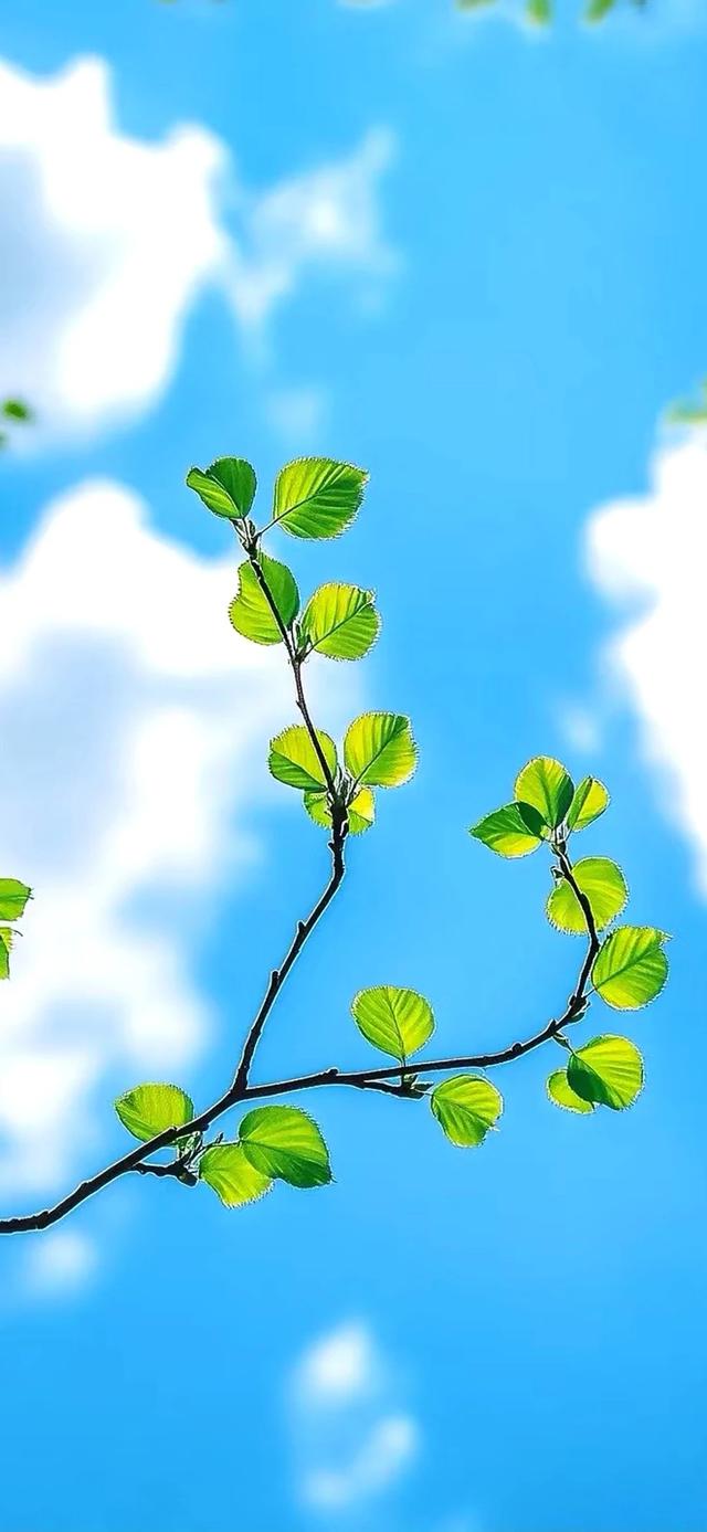 手机壁纸|治愈系的自然美景