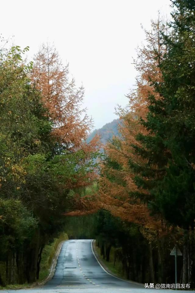 秋辞官鹅：一季斑斓入岁华